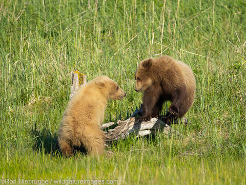 Grizzly Bear Cubs