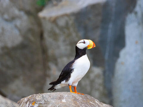 Horned Puffin