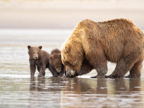 Sow with Cubs
