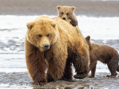 Sow with Cubs