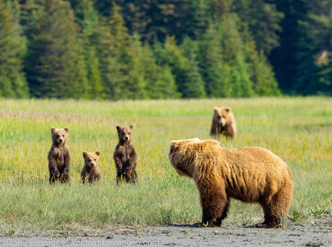 Grizzly Bears