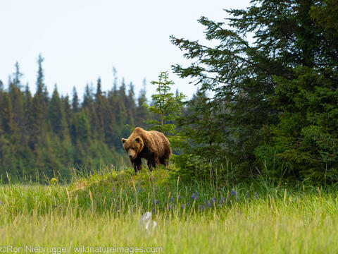 Grizzly Bear