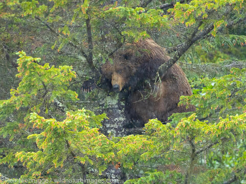 Bear in Tree