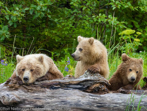 Grizzly Bear Cubs