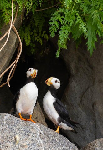 Horned Puffin