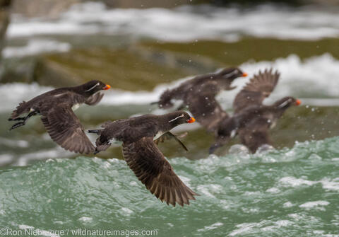 Parakeet Auklets