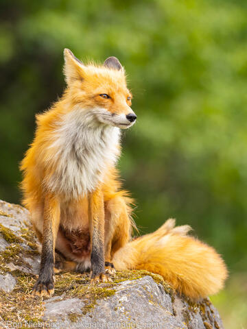 Red Fox