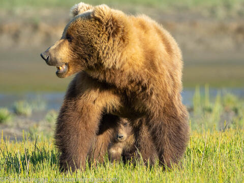 Sow with Cub