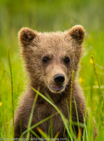 Brown Bear Cub