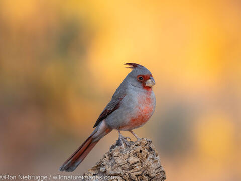 Pyrrhuloxia