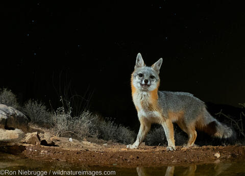 Gray Fox