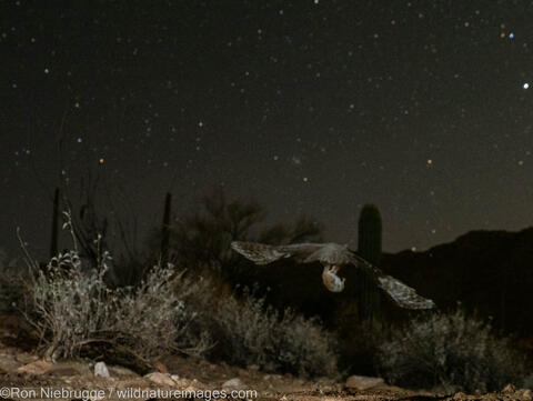 Great Horned Owl