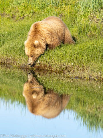 Brown Bear