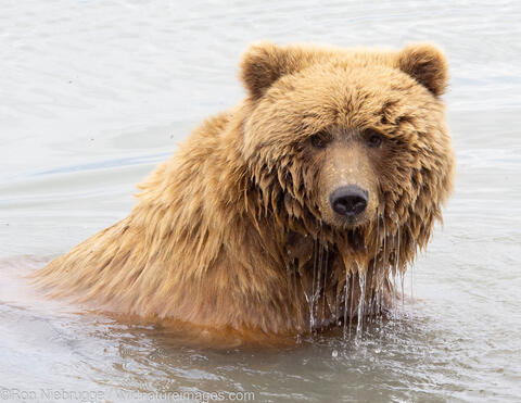 Brown Bear
