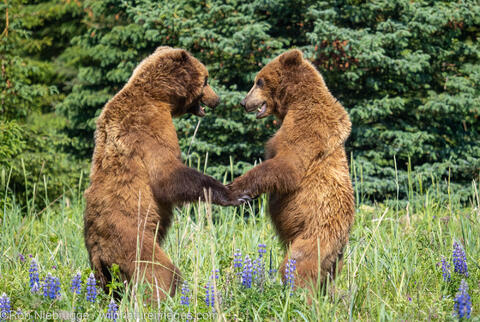Brown Bears