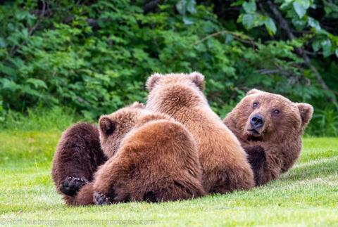 Nursing Grizzly Bear