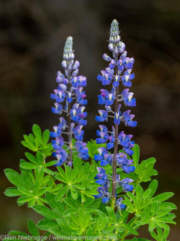 Lupine