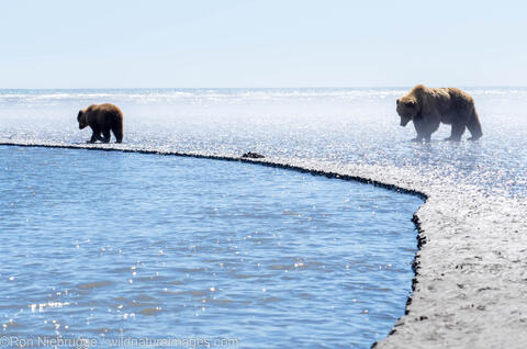Grizzly Bears