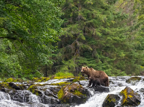 Brown Bear with Cub