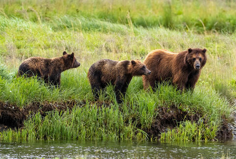 Alaska, National Forest, Pack Creek Bear Viewing Area, Southeaster, Tongass National Forest, USFS, Ursus arctos, animal, bear...