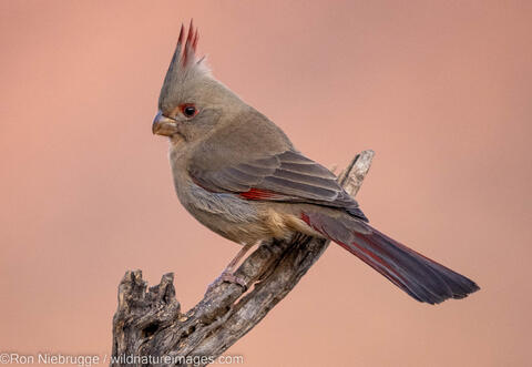 Pyrrhuloxia