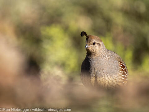 Gambel's Quail