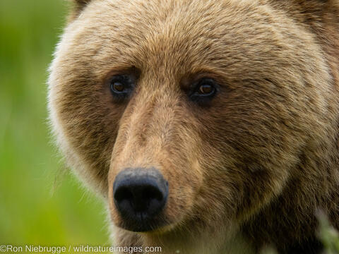 Brown Bear