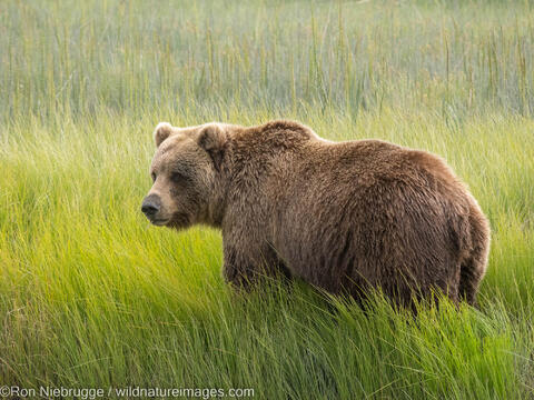 Grizzly Bear