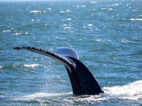 Humpback whale