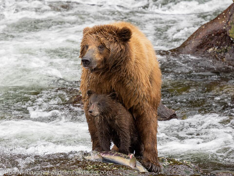Brown Bear