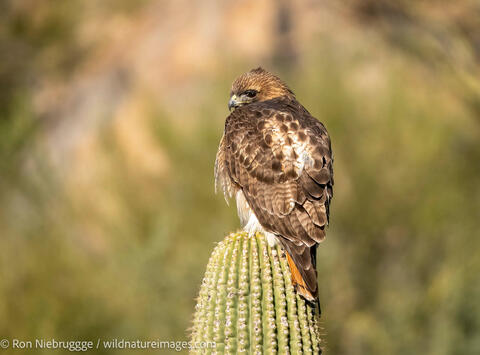 Red-tailed hawk