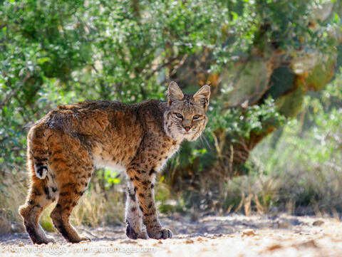 Bobcat