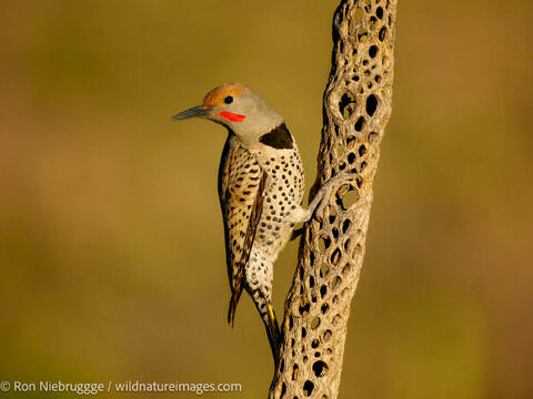 Gilded Flicker