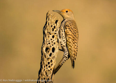 Gilded Flicker