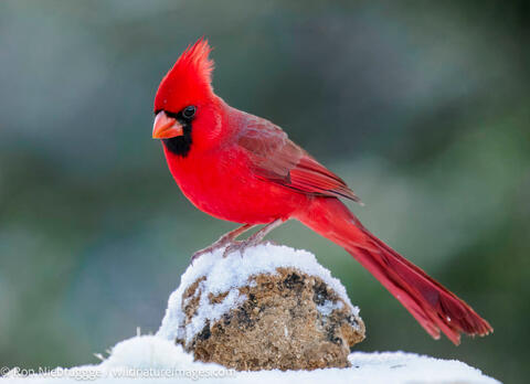 Northern Cardinal