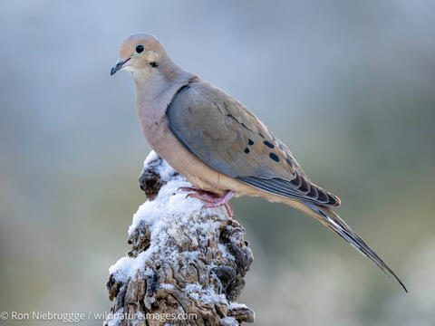 mourning dove