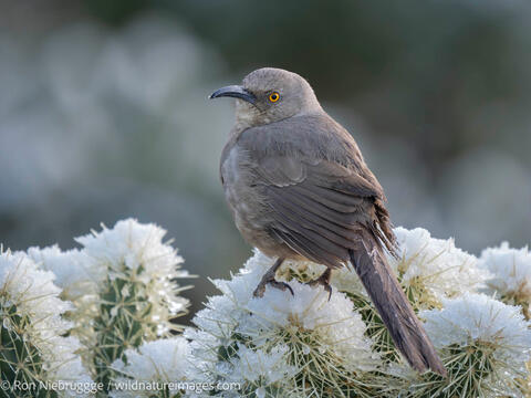 Curve-billed Thrasher