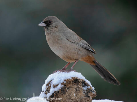 Abert's towhee