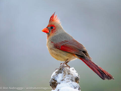 Northern Cardinal