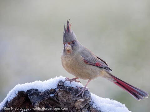 Pyrrhuloxia