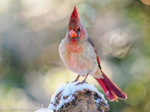 Northern Cardinal
