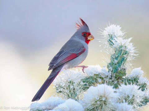 Pyrrhuloxia