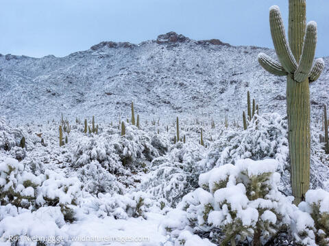 Sonoran Snow