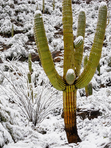 Sonoran Snow