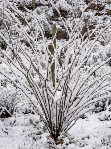 Sonoran Snow