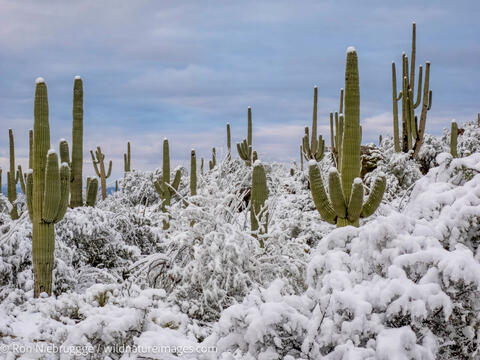 Sonoran Snow