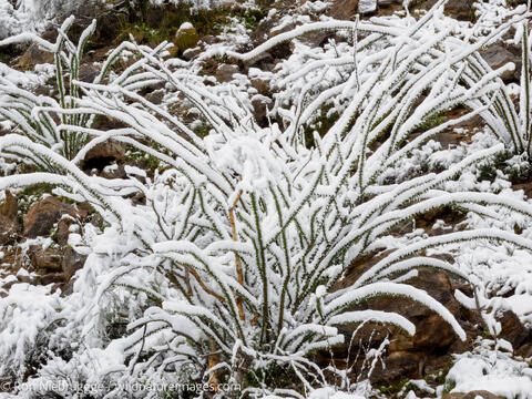 Sonoran Snow