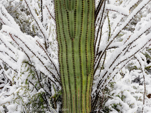 Sonoran Snow