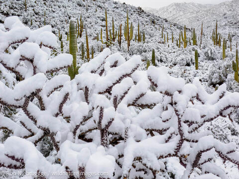 Sonoran Snow