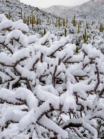 Sonoran Snow